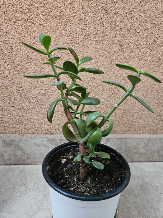 Цвете Дървото на живота