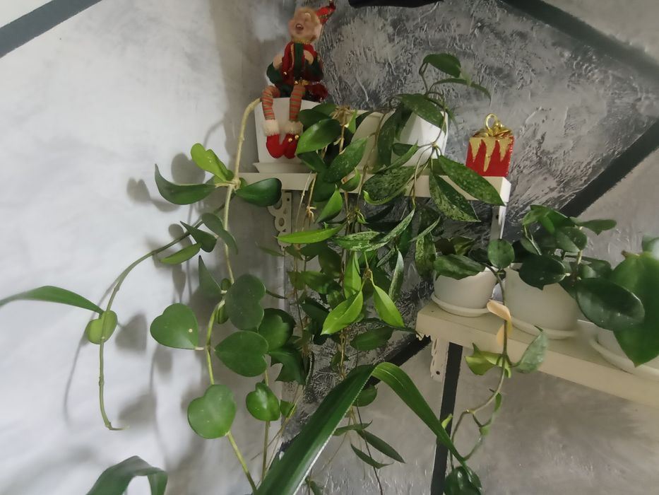 Комнатные растения