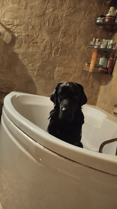 Вязка лабрадор ретривер