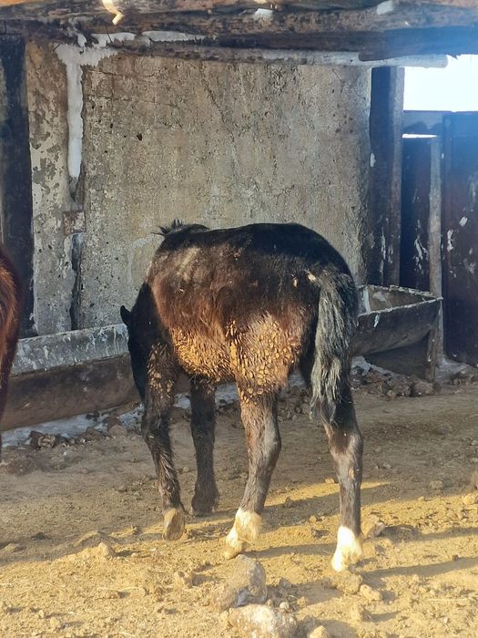 Продам лошадей с откорма