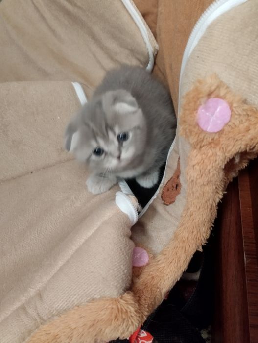 Британскиие котята