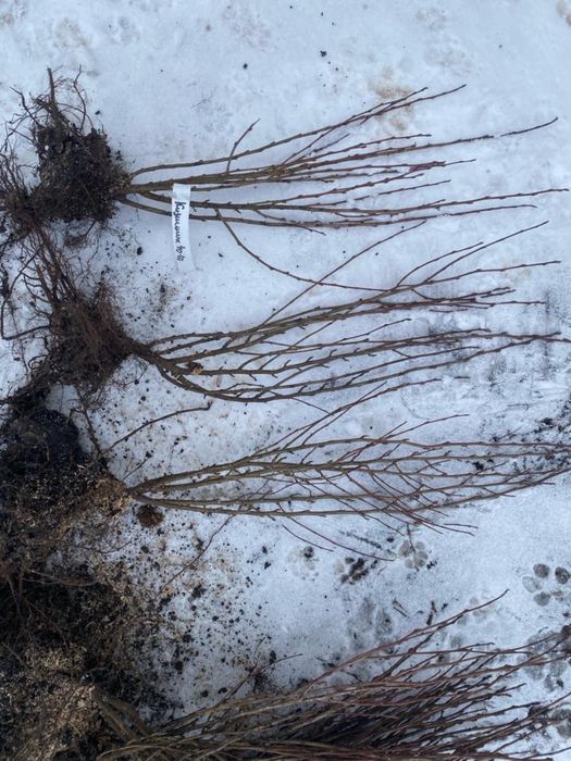 Кизильник Блестящий