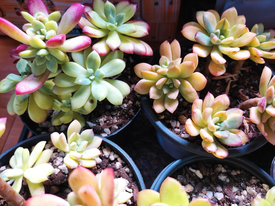 Суккуленты адаптированные