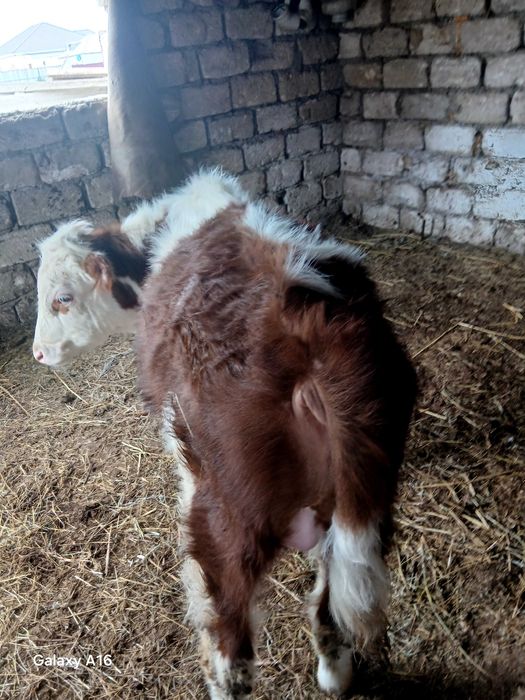 Бука сатылады 600000 тенге