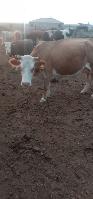 Продается крупный рогатый скот