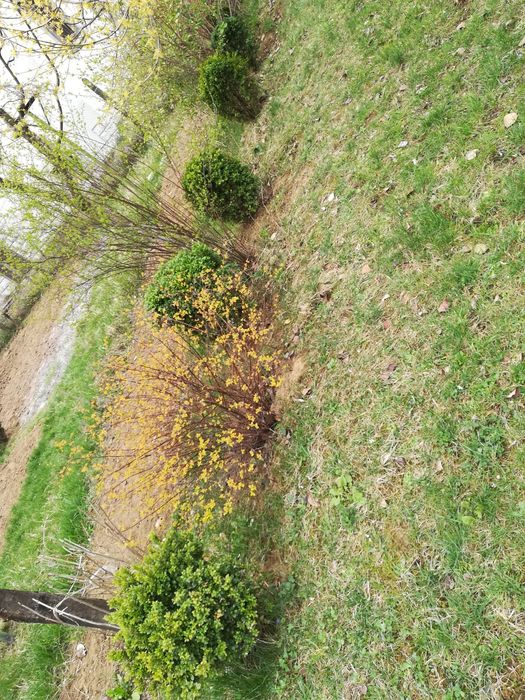 Продавам чемшири за красиви градини