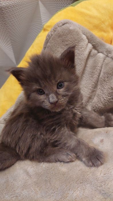 Мальчик Мейн-кун  15 дней