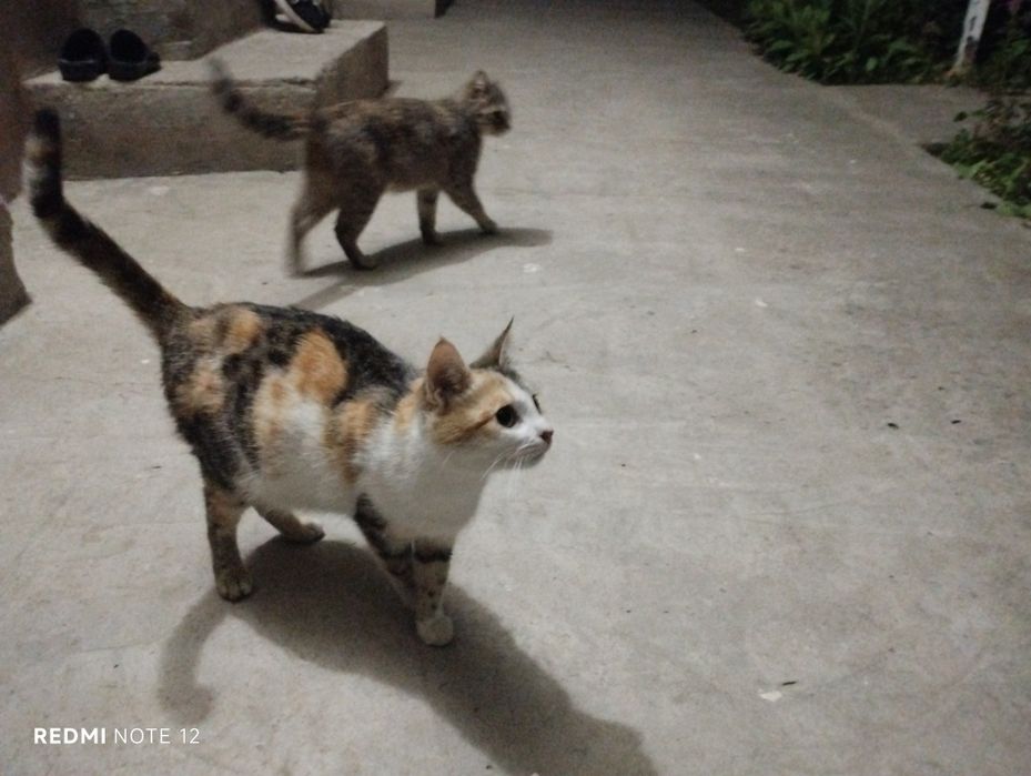Кошки бесплатно в добрые руки