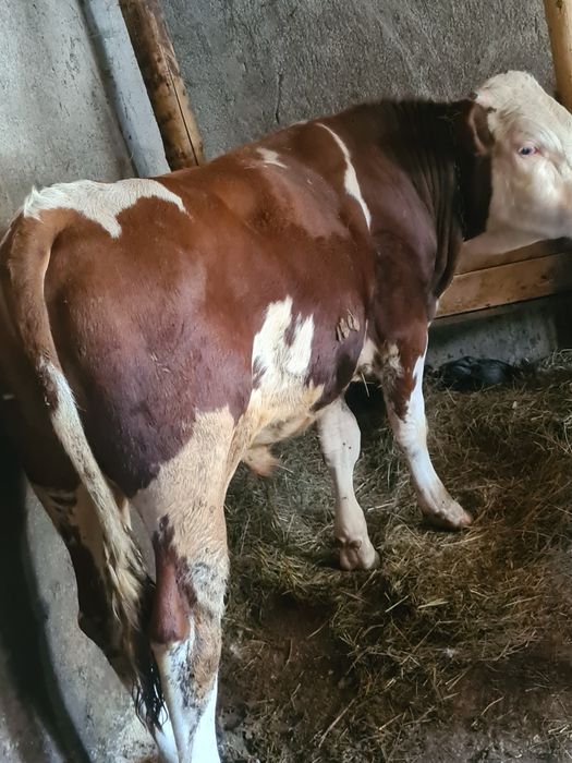 Taur de un an bun de rasa baltat posibilitatea de transport greutate cam 400 kg plus minus