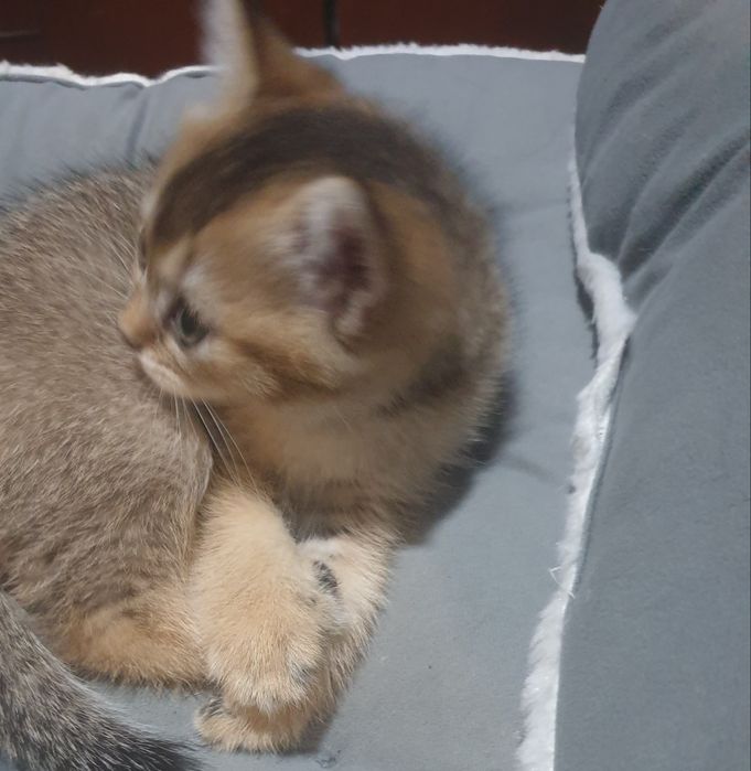 Самый лучший алиментный котёнок Шотландский Скоттиш страйт