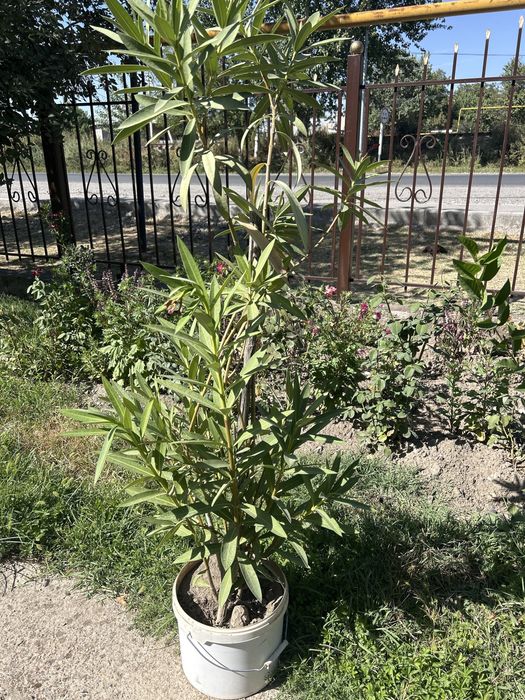 Комнатные растения