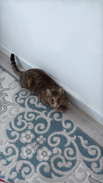 Отдадим в хорошие руки