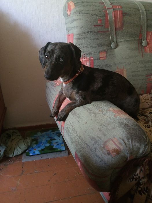 Ищем мальчика мини таксы для вязки