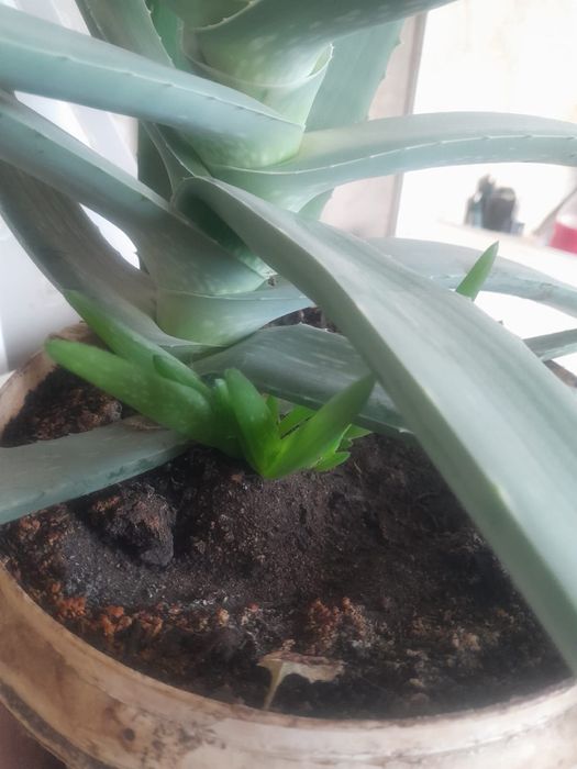 Продам Алое.