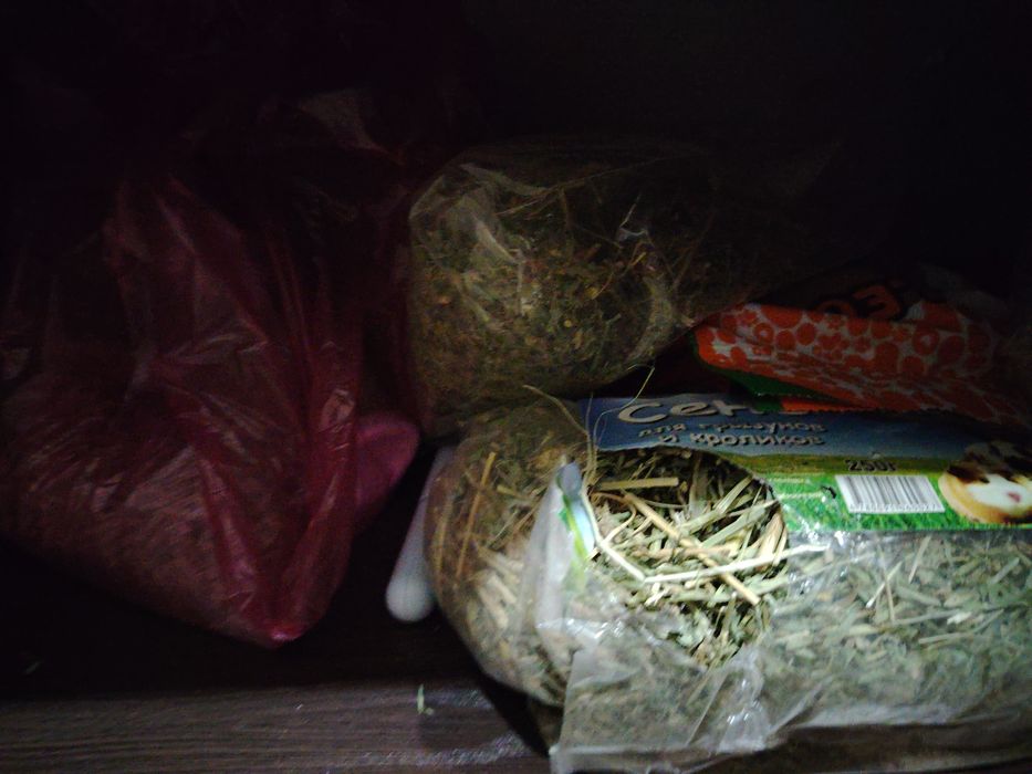 Карликовый кролик породы баран