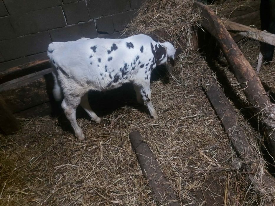 Vând vițel belgian 3 săptămâni