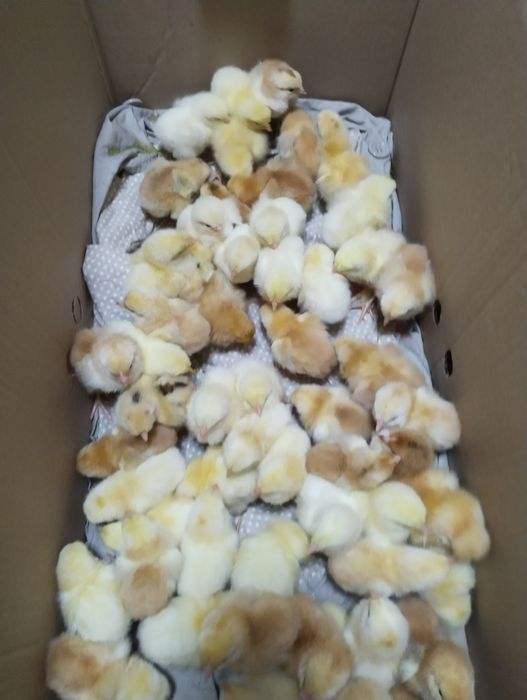 Продам цыплят недельных