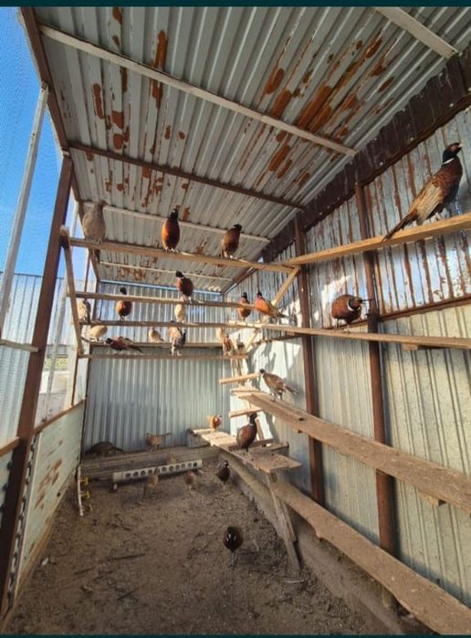 Фазан - кыргауыл