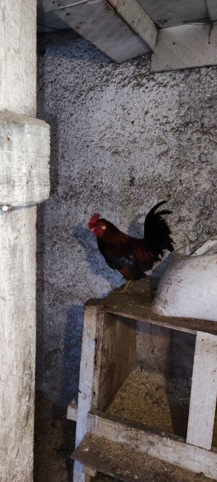 Продам карликовый кохинхин петушки!