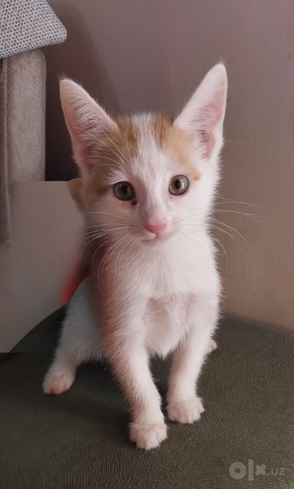 Котенок, мальчик
