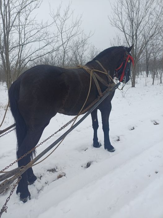 Vând cârlan metis de frizian!