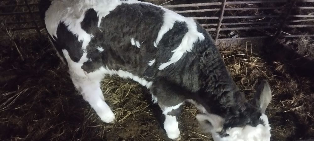 Продам телёнка ( бычок )