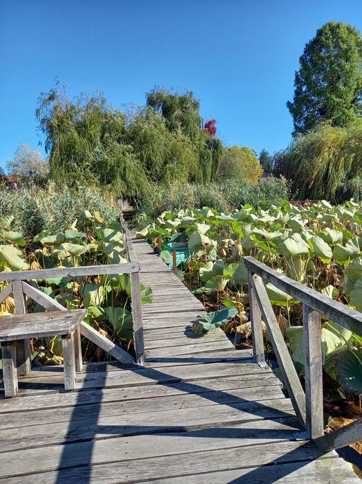 Casa Snagov 7 camere