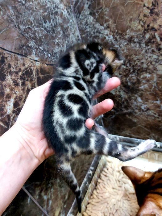 КЛУБHЫЕ "Бенгальские котята"