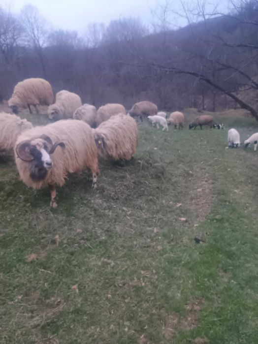 Vând miele de Paște