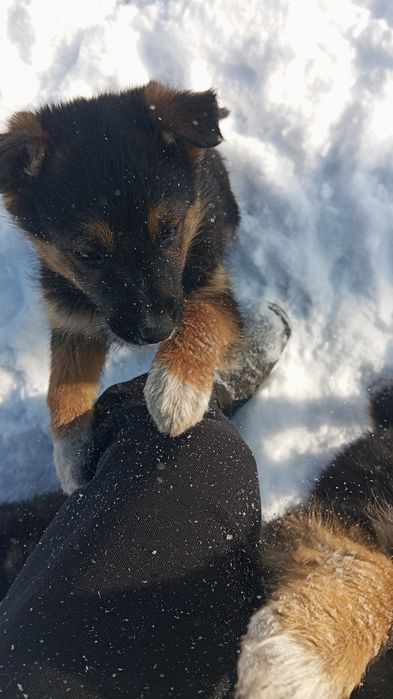 Щенки 3месяца в добрые руки