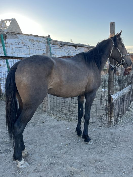 Айғыр сатылады 5 жасар