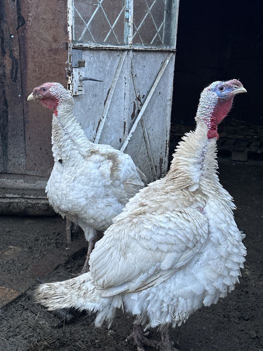 Curcan crescut la tara