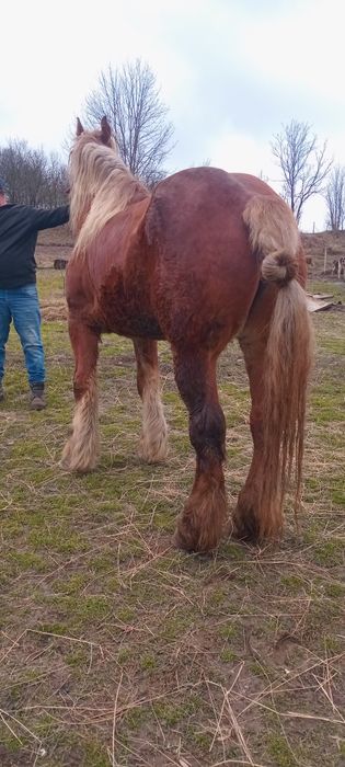 Vand sau schimb iapa