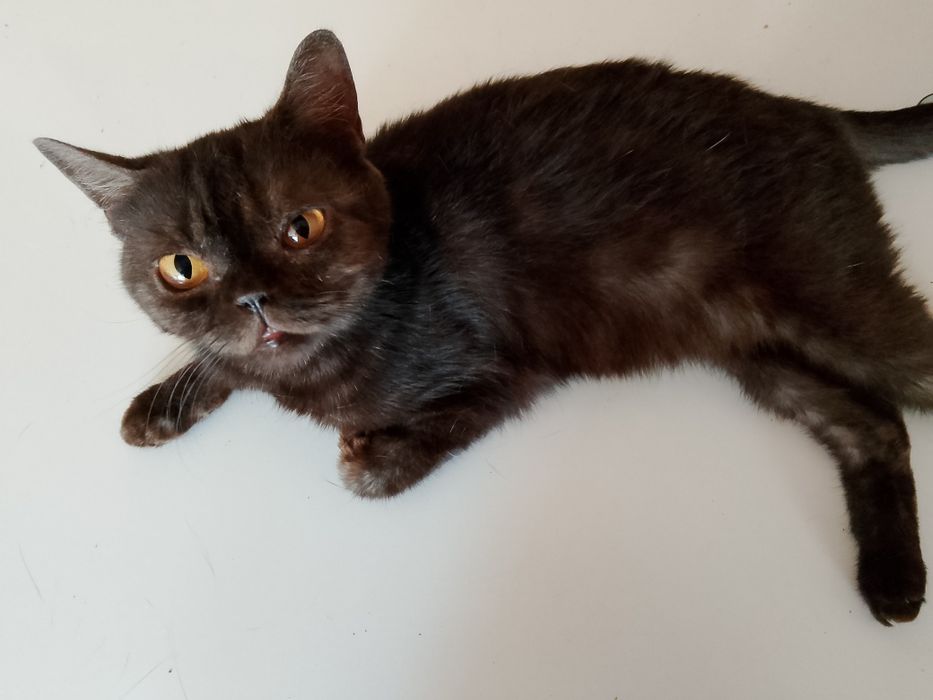 Срочно отдам.кошечку британку