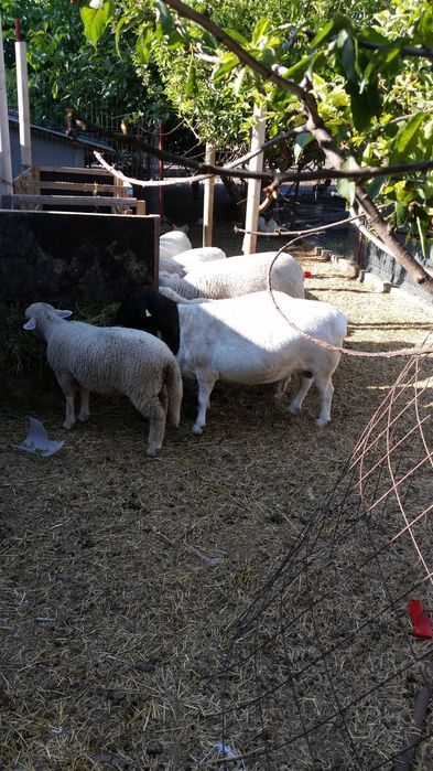 Oi dorper și mieluțe