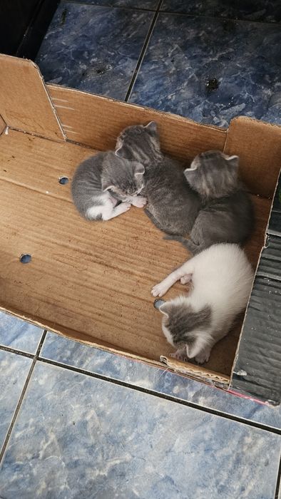Котенца малки на 15 дни .
