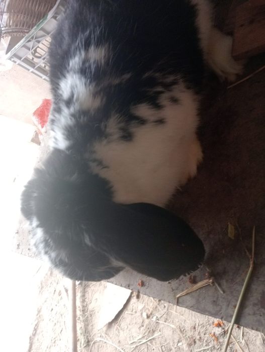 Кролики пародистый