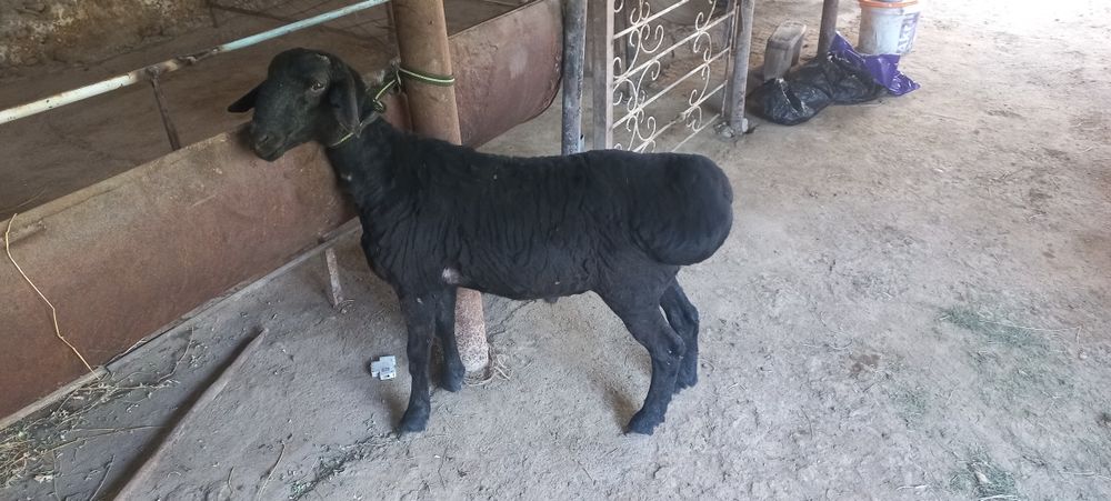 Кузи кучкорча сотилади