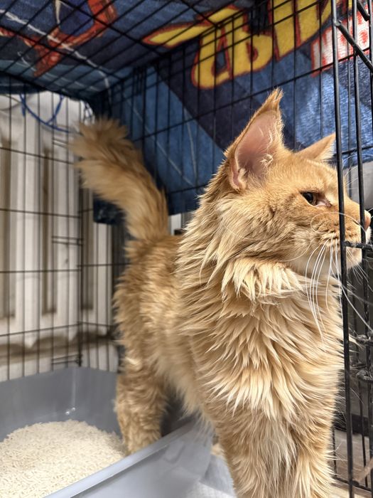 Продам кота Мейн-Куна