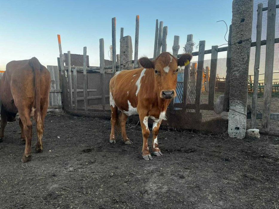 Продам коров. Сиырлар сатылады