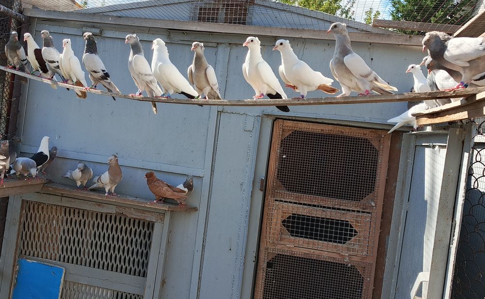 Бакинские голуби