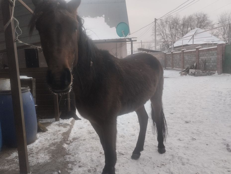Кунан сатылады майда 3 ке келеди