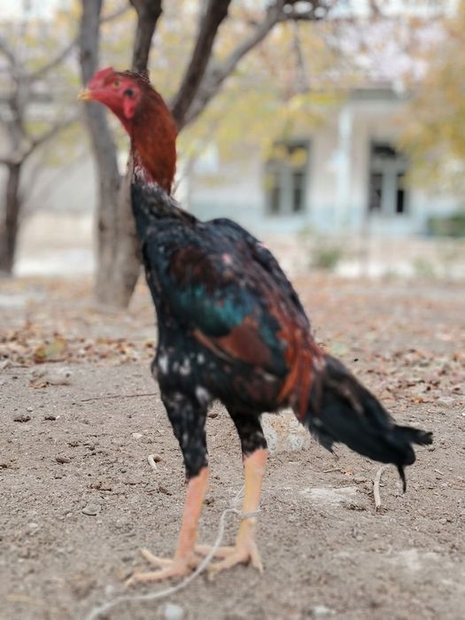 Дакан хороз сотилади