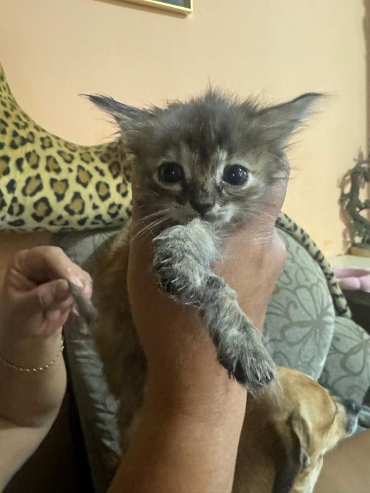 Отдам котят девочки