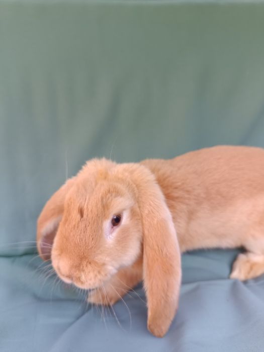 Iepuri berbec german