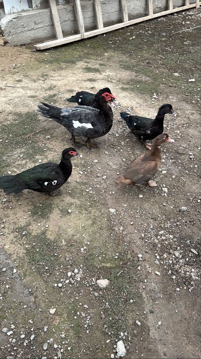 Индоутки мускусные утки