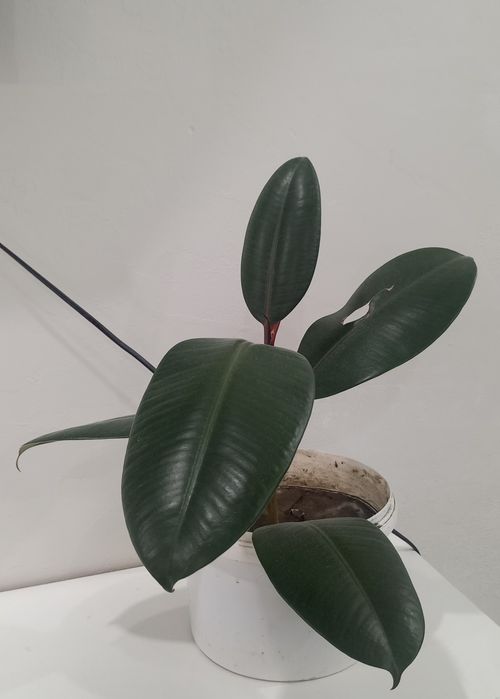 Продам крупнолистные фикусы