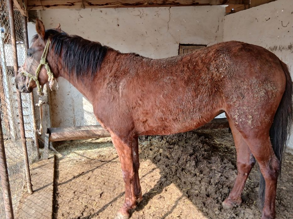 Продам лошадь  800 000