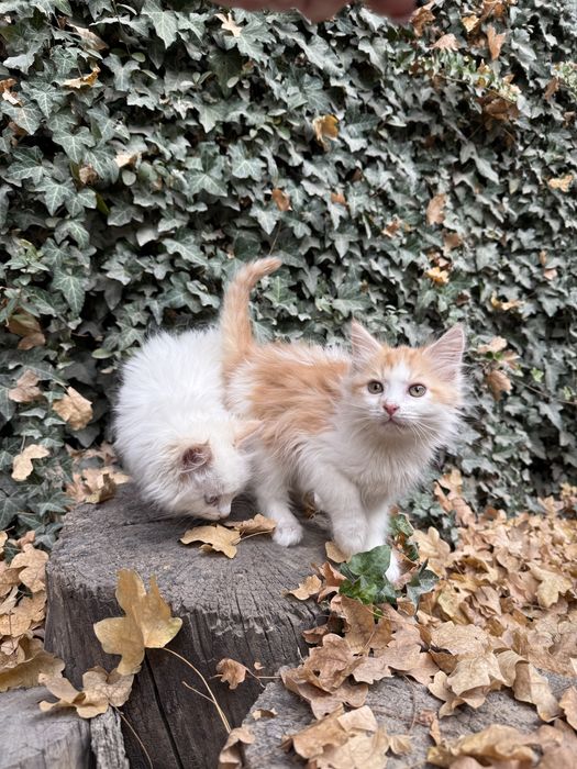 Котенок в добрые руки