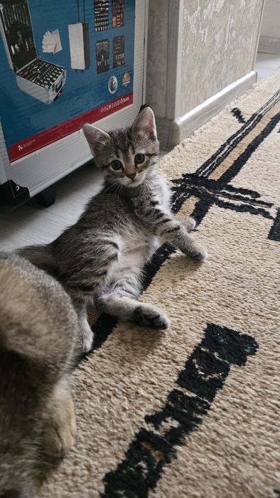 Отдам даром котёнка